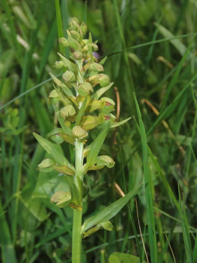 Orchis grenouille