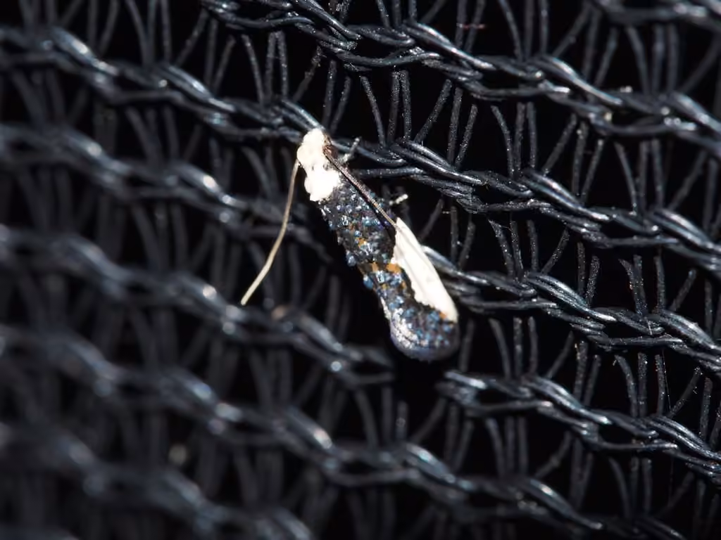 White-blotched Clothes Moth, photo 3 of 5