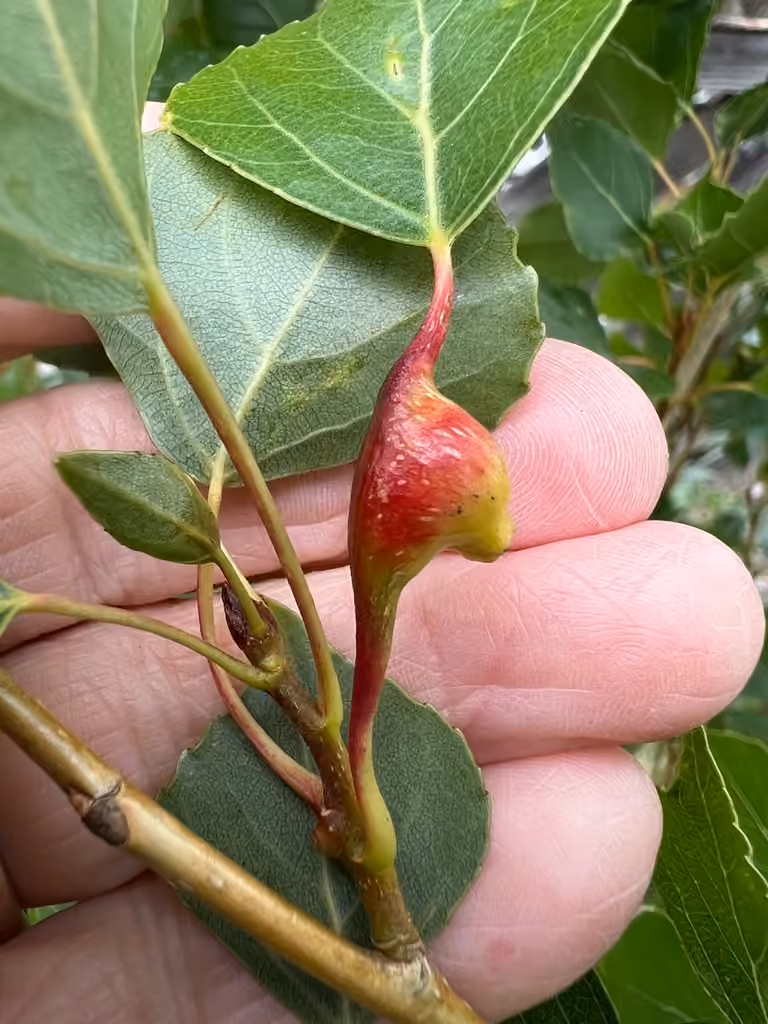 Lettuce aphid, Gall