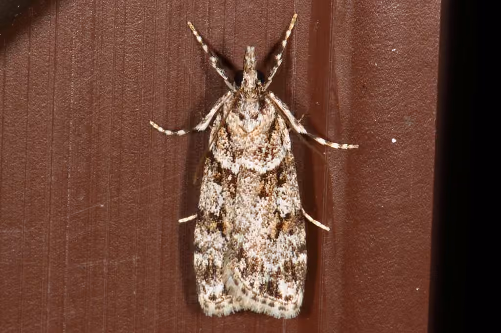 Double-striped Scoparia Moth, photo 1 of 5