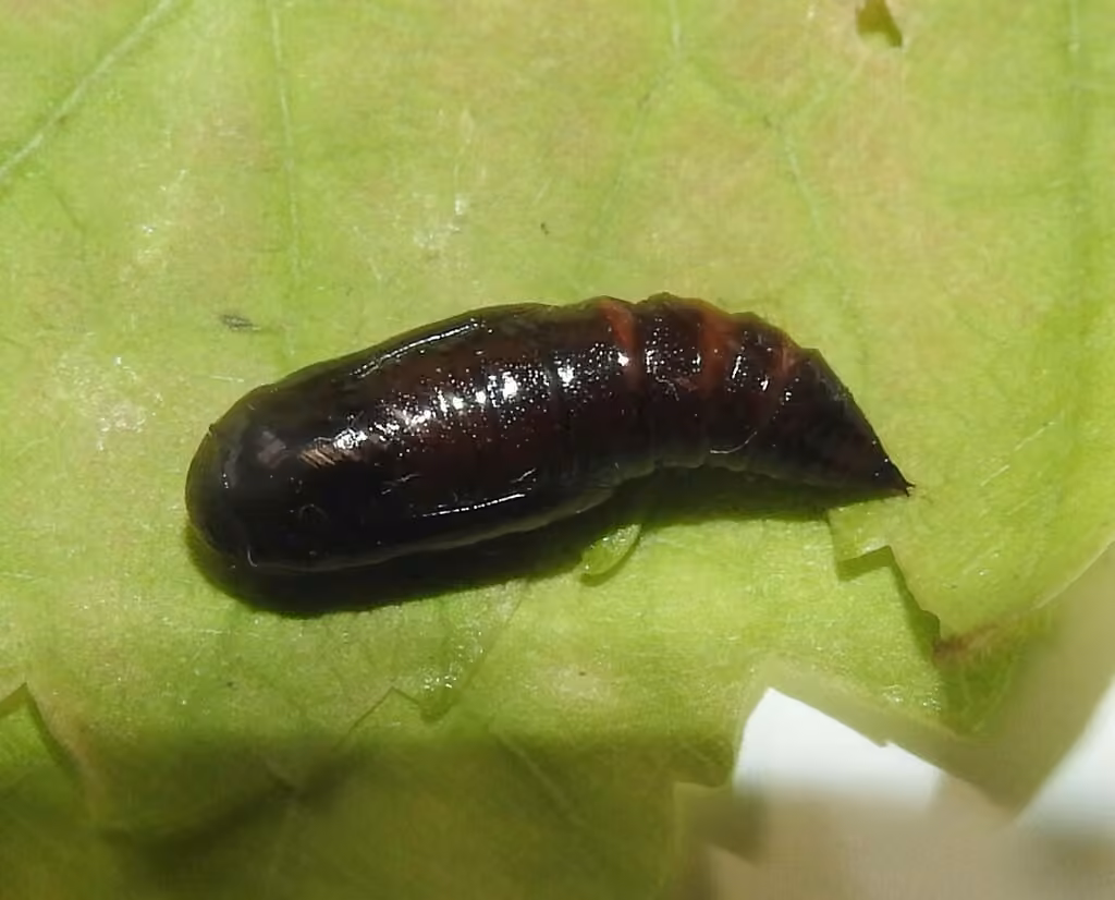 Petite arpenteuse de l'érable, Pupe