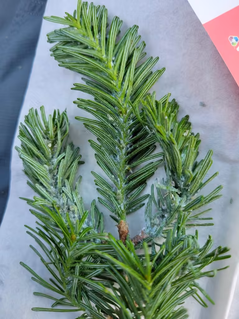 Puceron des pousses du sapin, photo 3 sur 5
