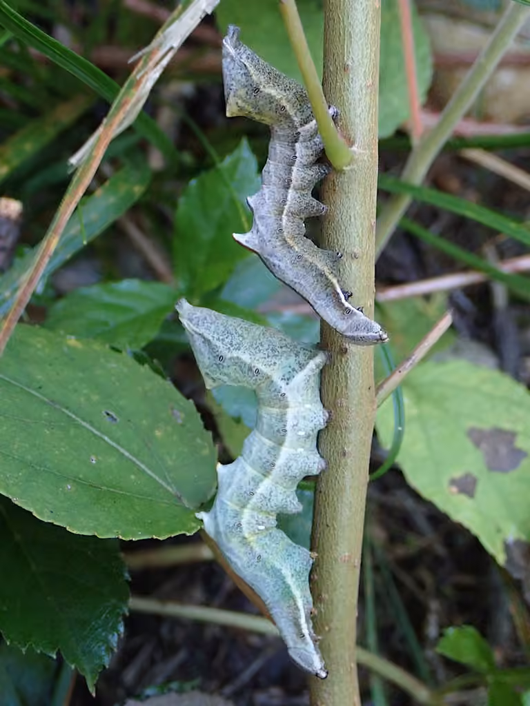 Finned-willow Prominent, Chenille