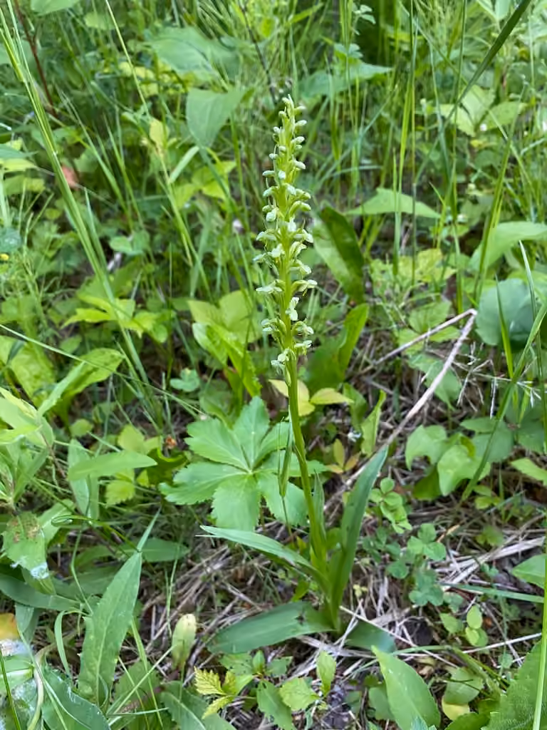 Northern green orchid, In flower