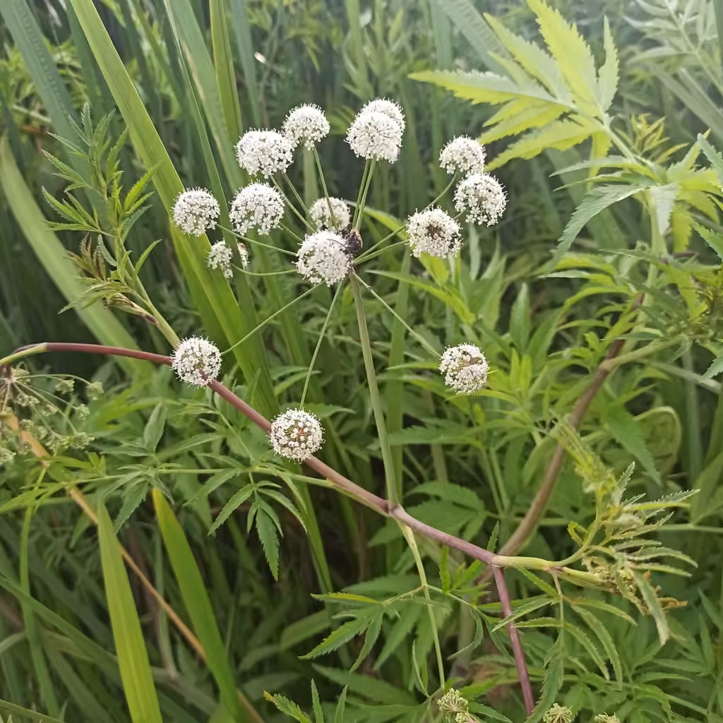Mackenzie's water hemlock