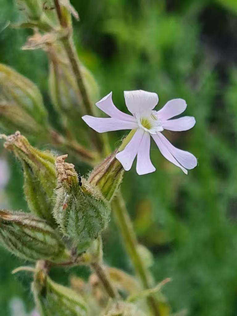 Silène noctiflore, En fruits