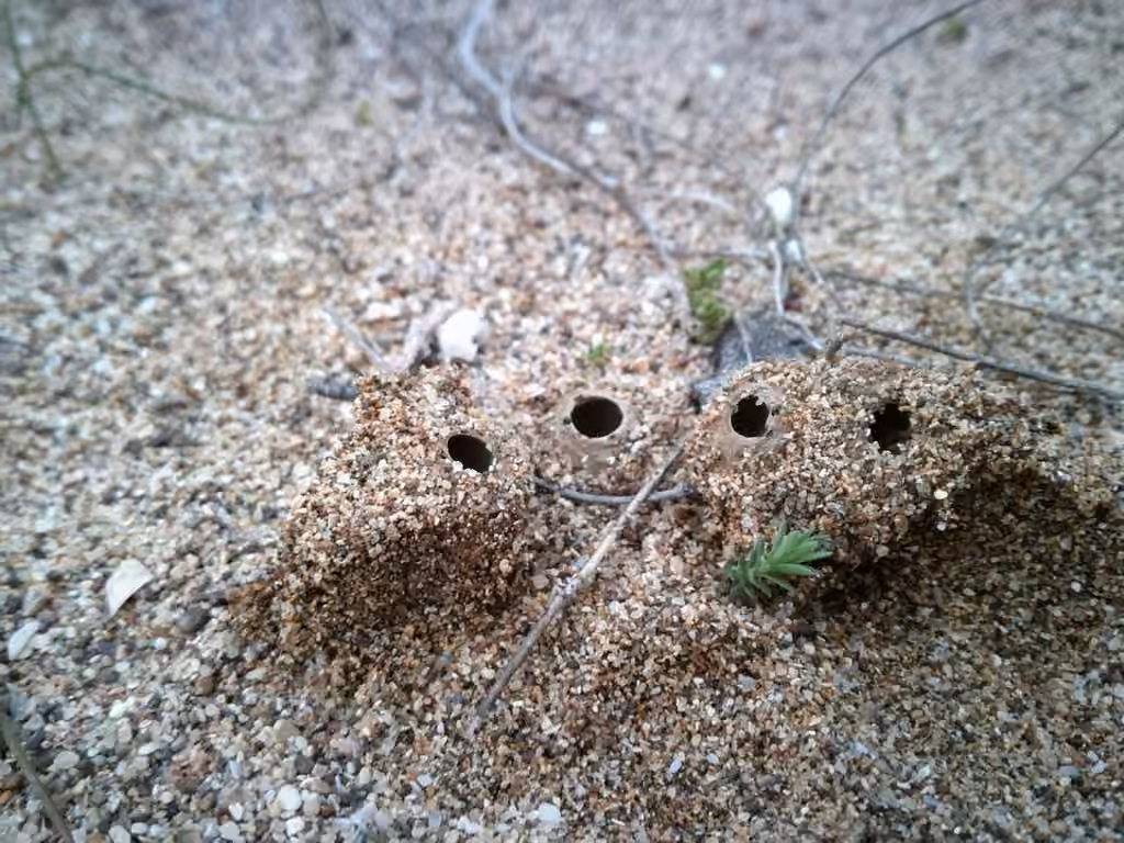 Géopore des sables, photo 3 sur 5