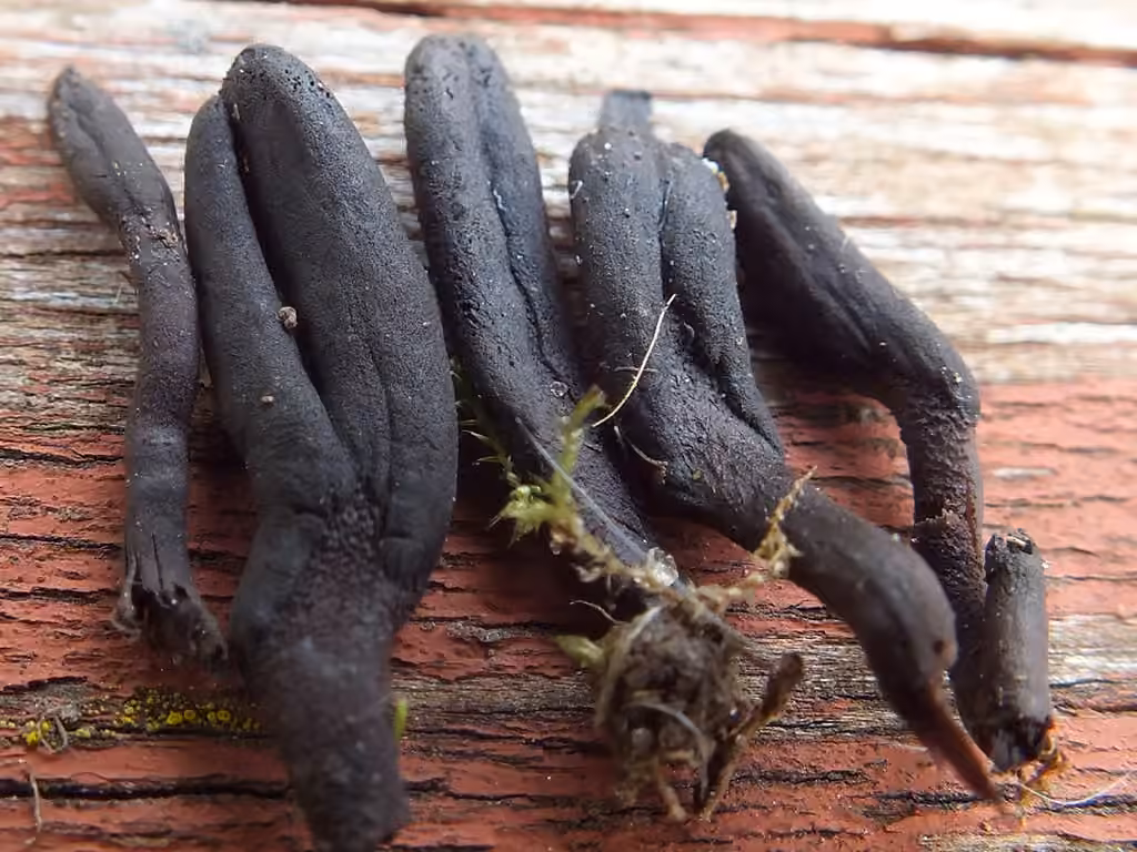 Plain Earthtongue, photo 1 of 5