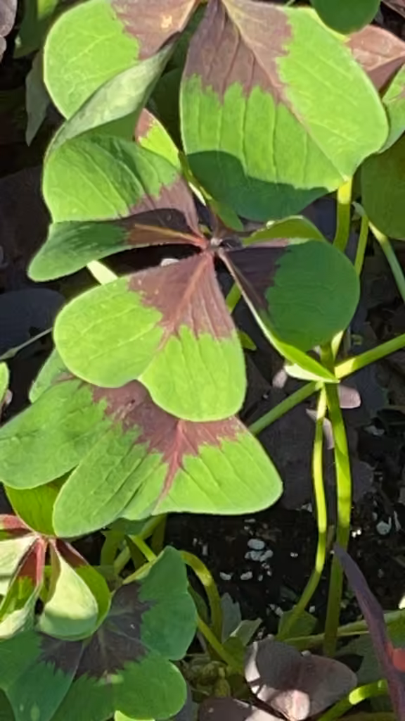 Oxalis à quatre folioles, Sans fleurs ni fruits