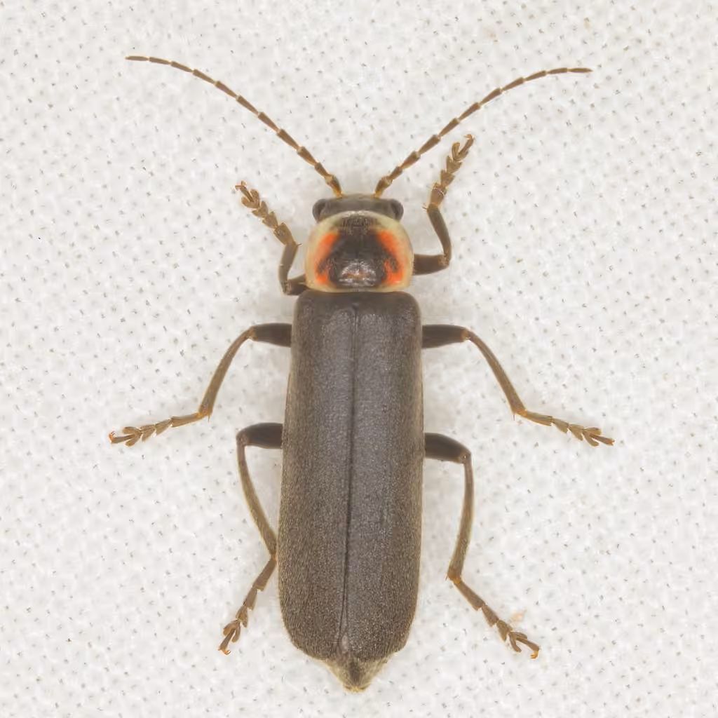 Bilobed soldier beetle, photo 3 of 5