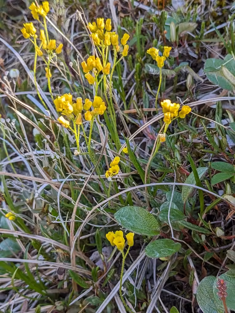 Pilose draba, photo 1 of 5