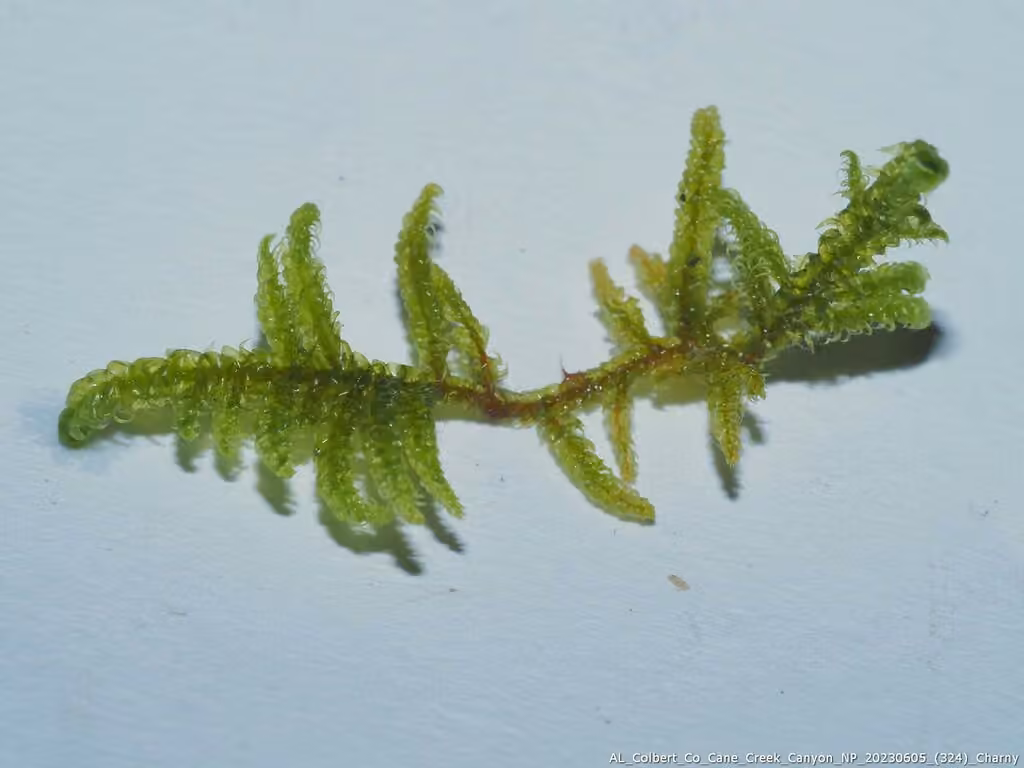 Hypne à feuilles courbées, photo 2 sur 5