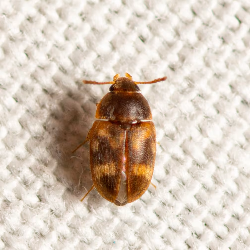 Mycétophage des grains, photo 2 sur 5