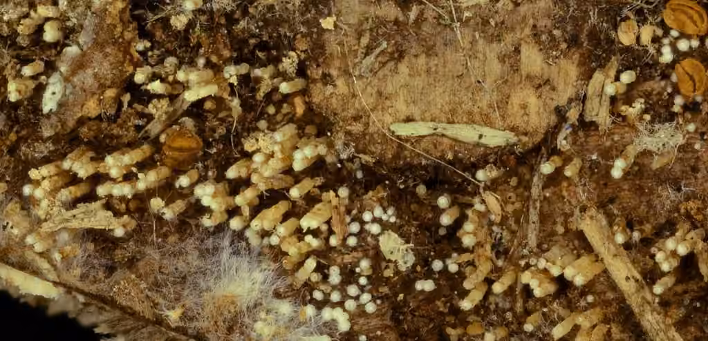 Rectipilus davidii, photo 1 sur 5