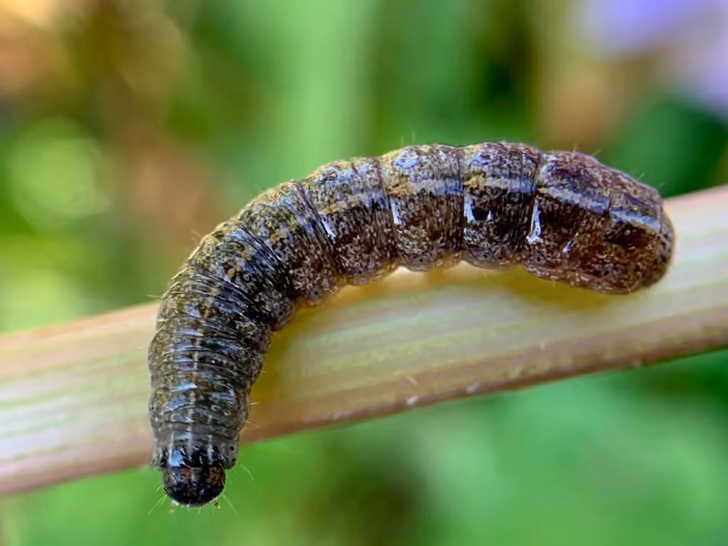 Poplar Catkin Sallow, Caterpillar
