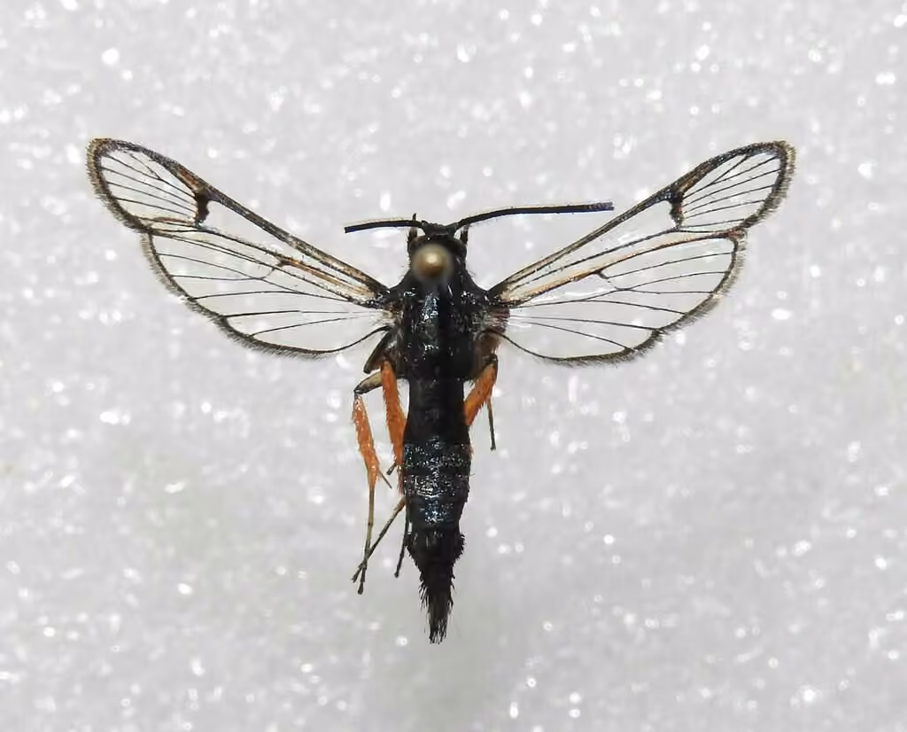 Synanthedon fulvipes, Femelle