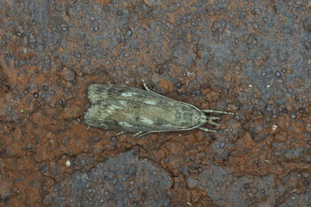 Occidentalia comptulatalis, Adulte