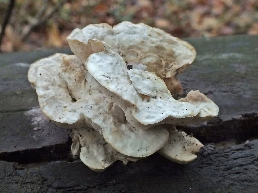 Polypore souris, photo 3 sur 5