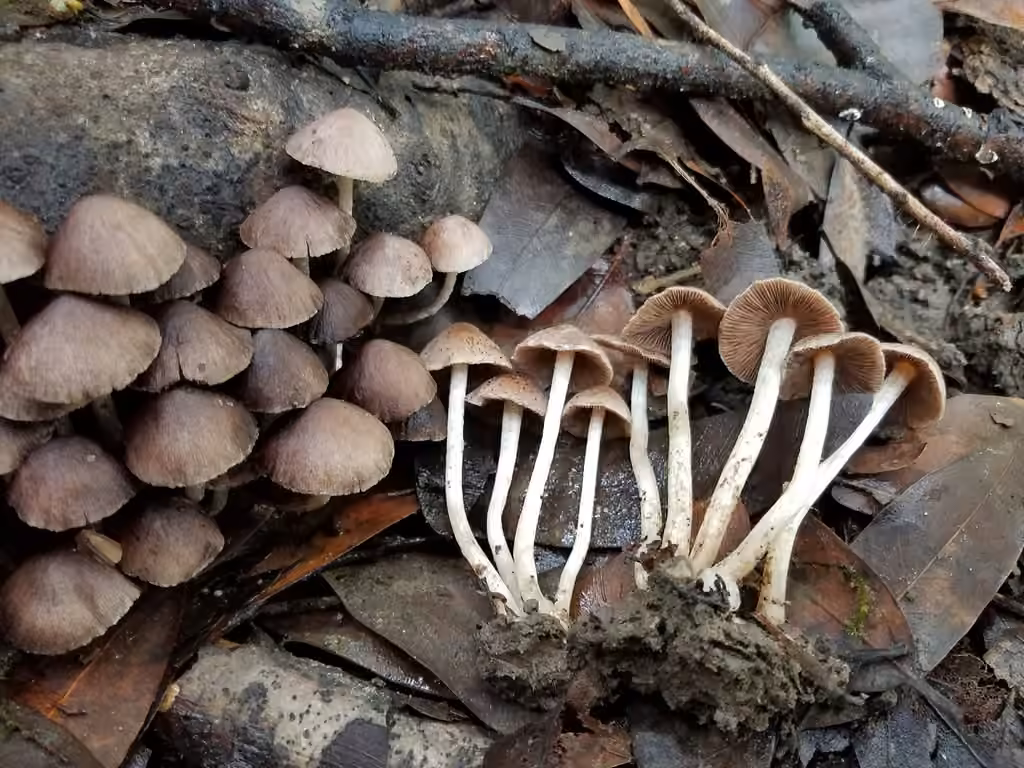 Coprinopsis canoceps, photo 1 sur 5