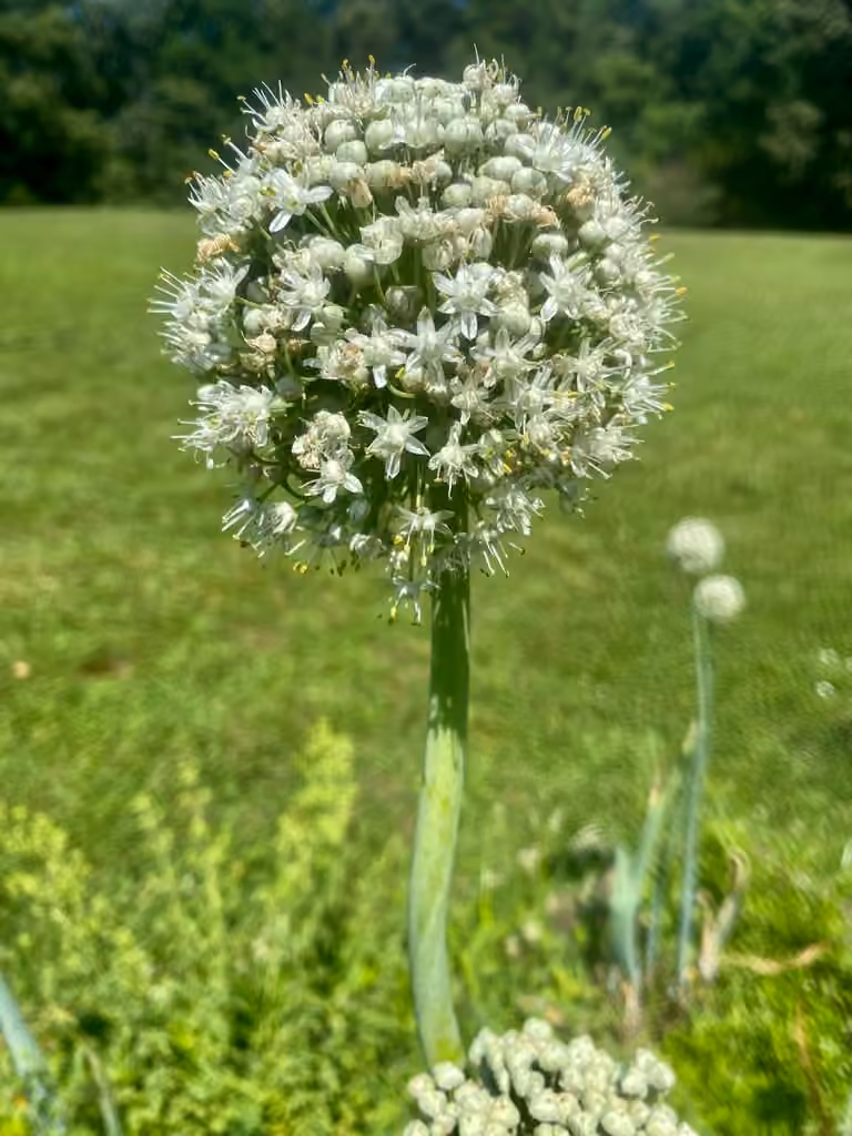 Garden onion, In flower