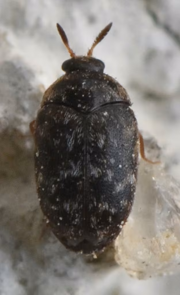 Glabrous Cabinet Beetle, Male
