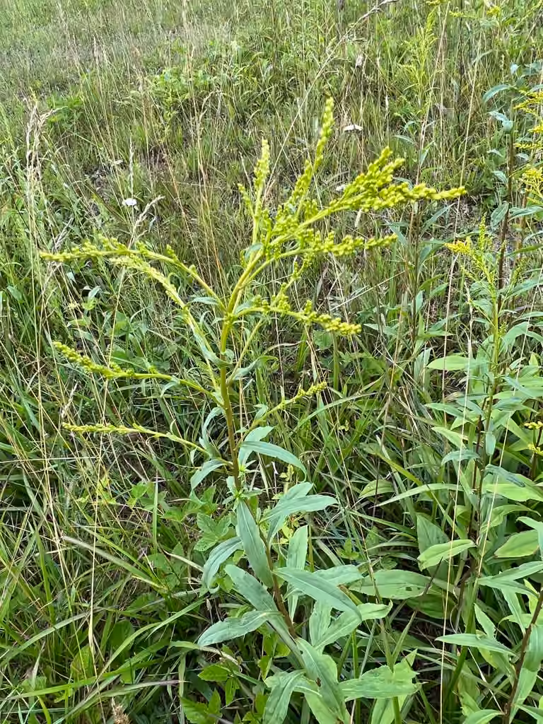 Verge d'or jonciforme, En boutons