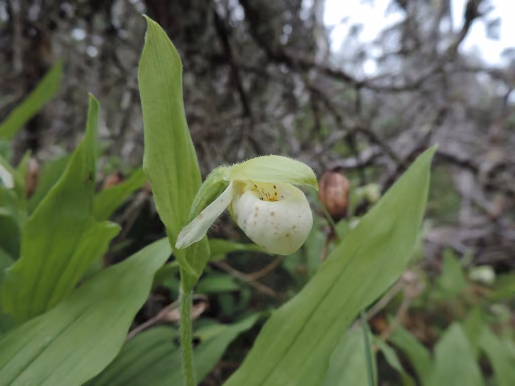 Sparrowegg lady's slipper, In flower