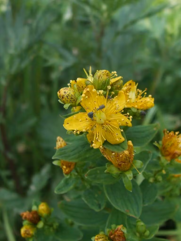 Millepertuis taché, En fleurs
