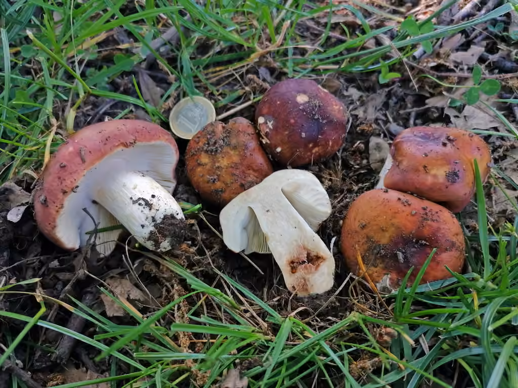 Russule malodorante, photo 3 sur 5