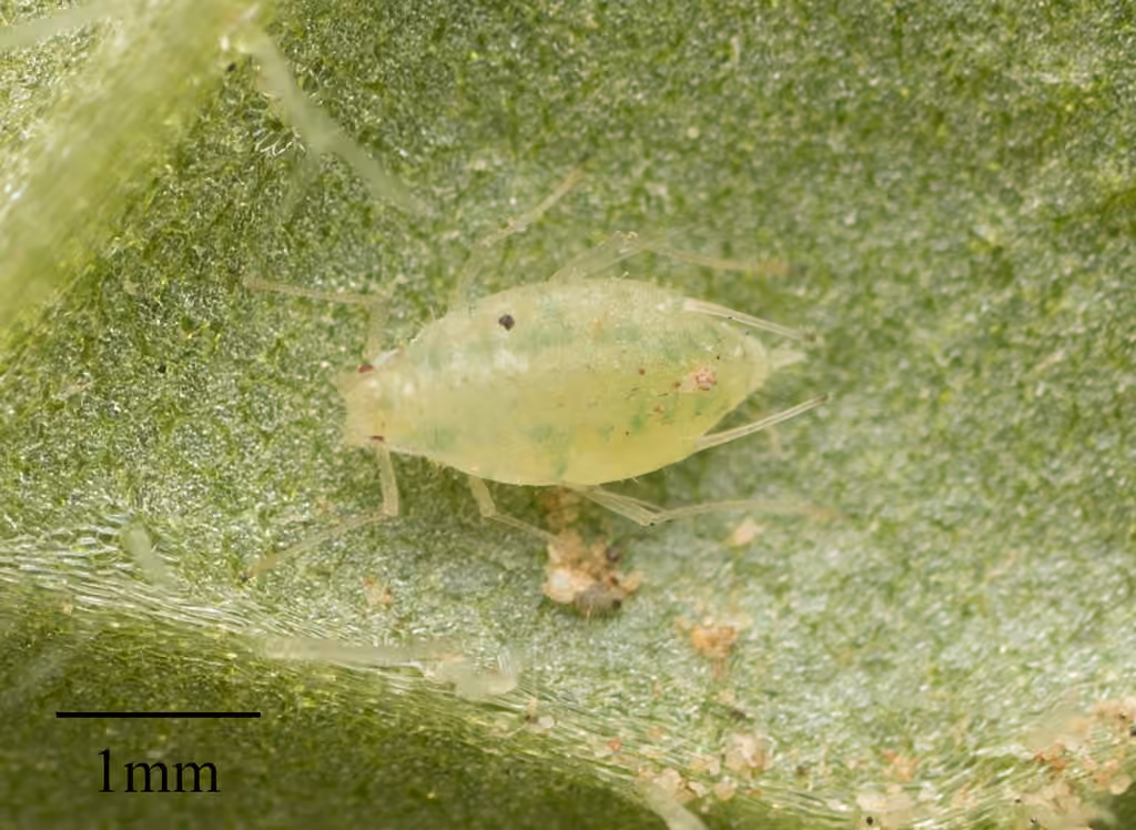 Artichoke Aphid, photo 1 of 5