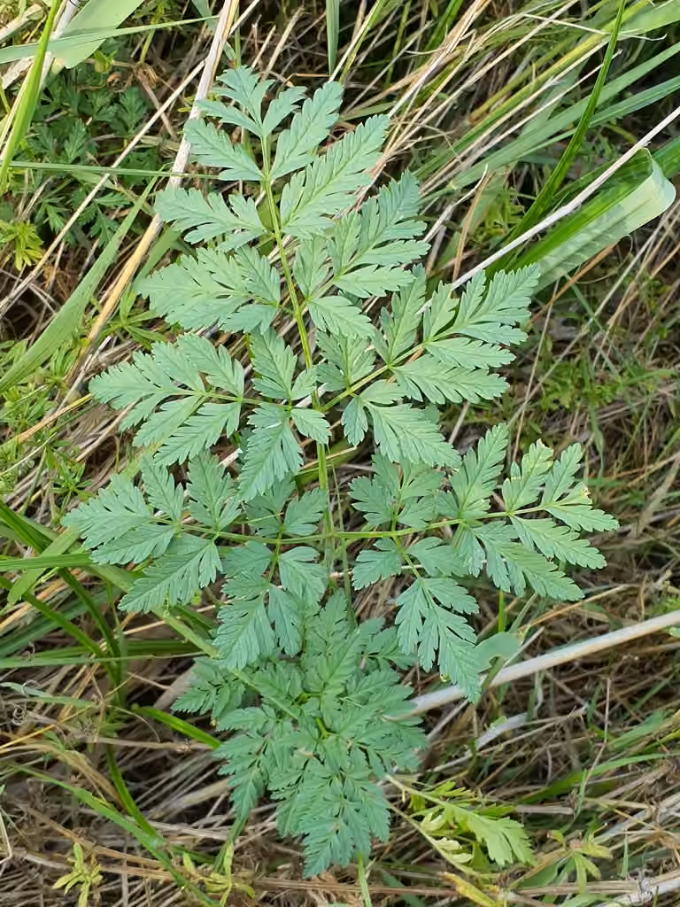 Poison-hemlock, photo 3 of 5