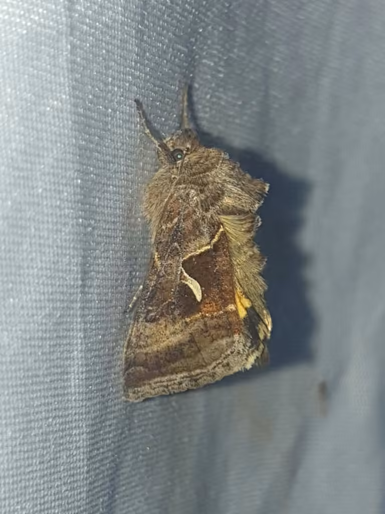 Mountain Beauty Moth, Adult