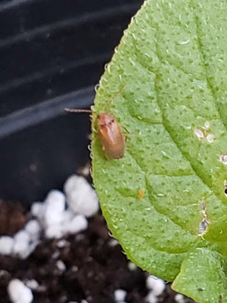 Ptilodactyle soyeux