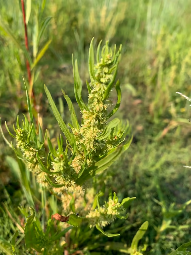 Patience de la Terre de Feu, En fleurs