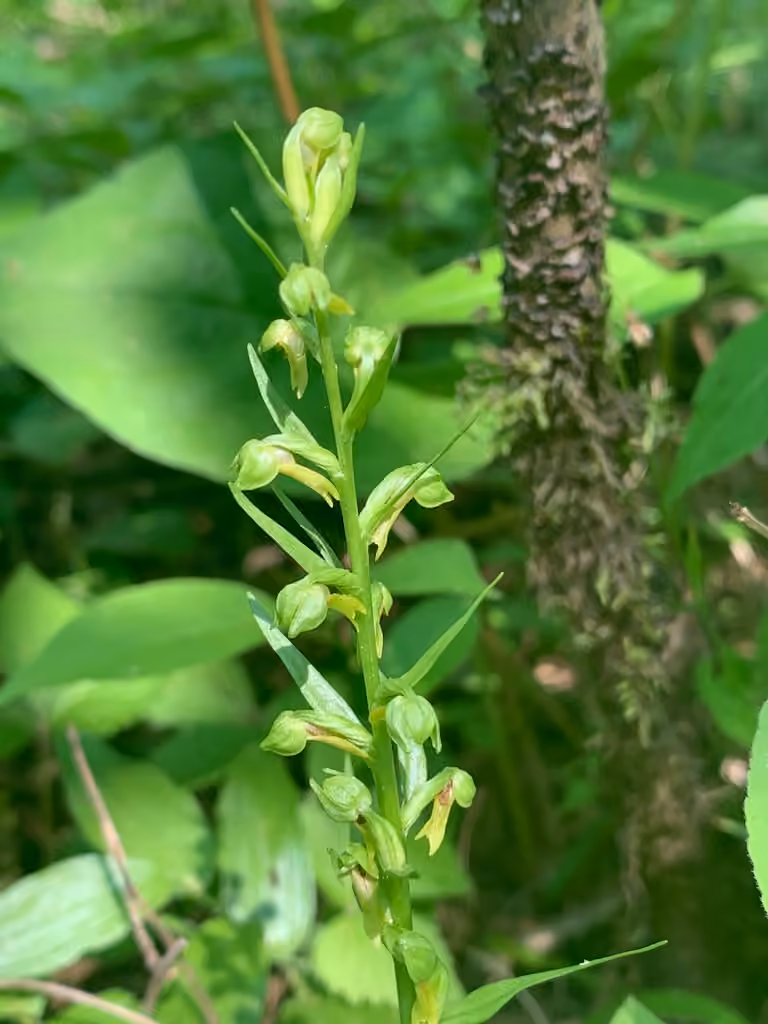 Longbract frog orchid, In flower