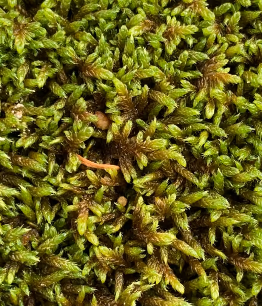 Vaucher's Plait-moss, photo 1 of 5