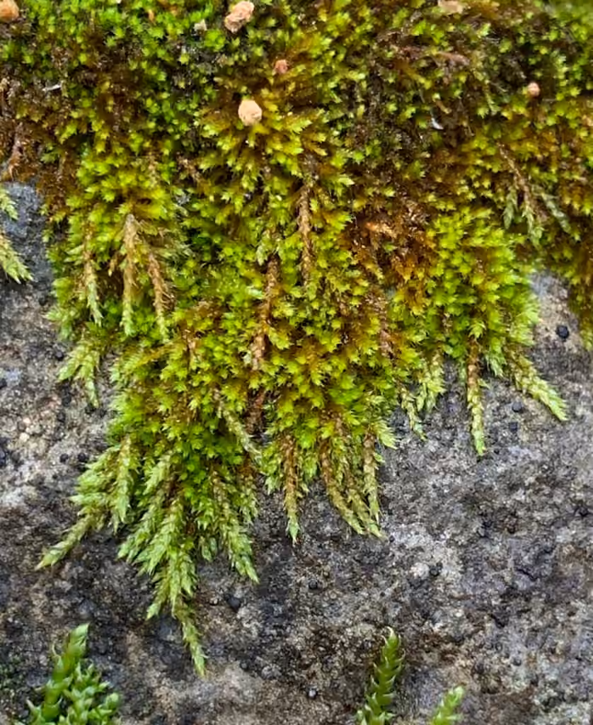 Leskée des toits, photo 1 sur 5