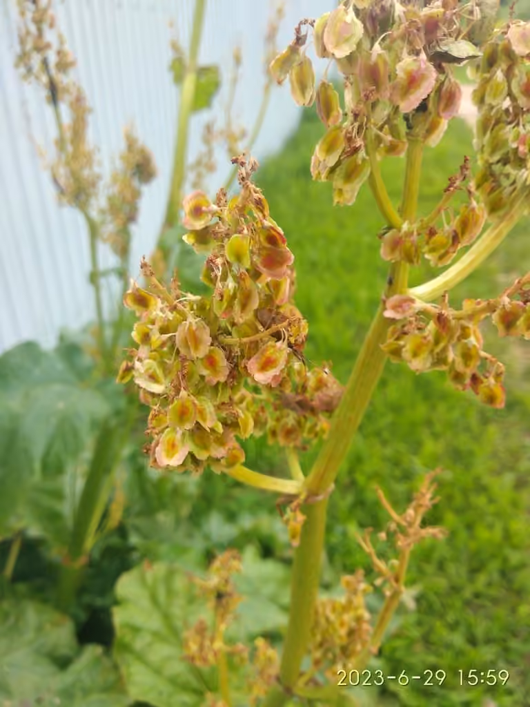 Rhubarbe, En fruits