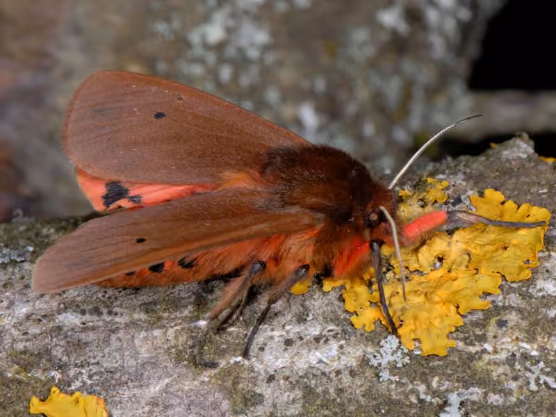 Ruby Tiger Moth, photo 3 of 5