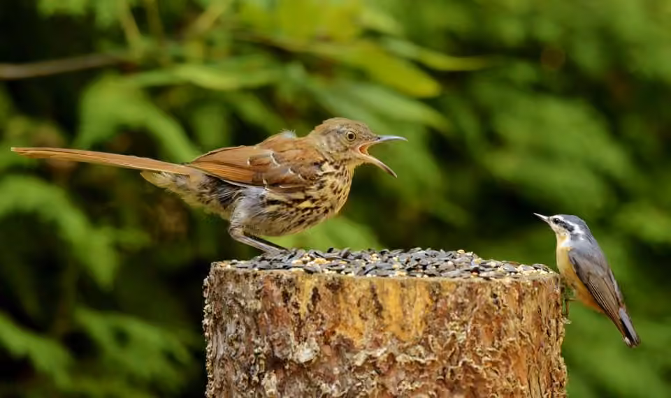 Brown Thrasher, Juvenile