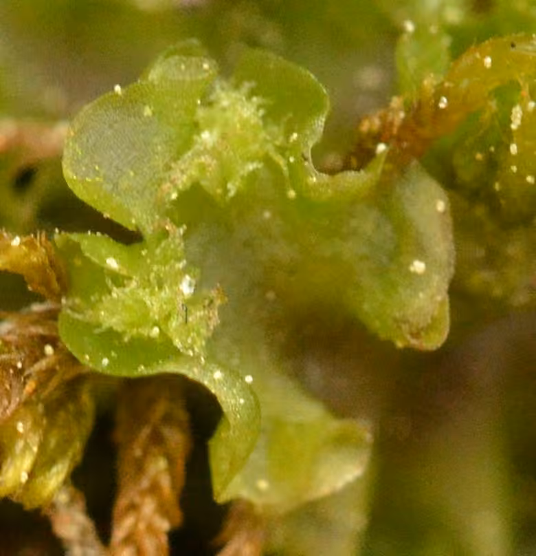 Collerette ondulée, photo 2 sur 5