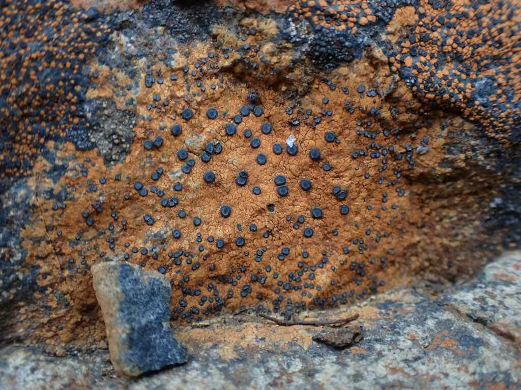Orange Boulder Lichen, photo 3 sur 5