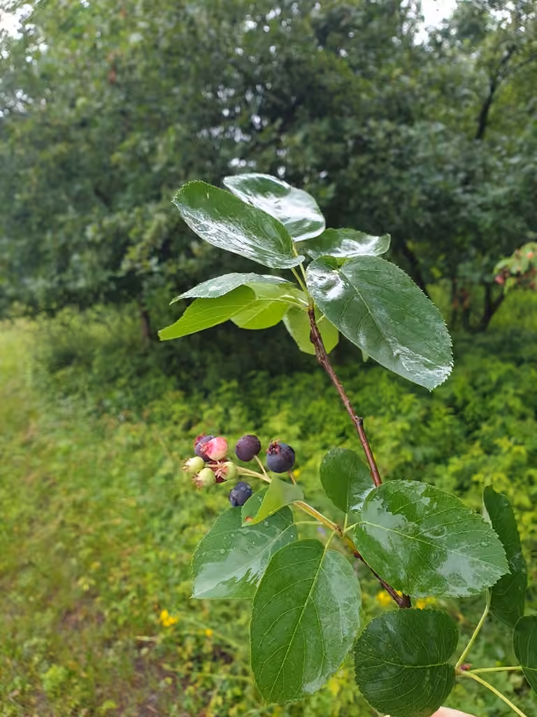 Running serviceberry, In fruit