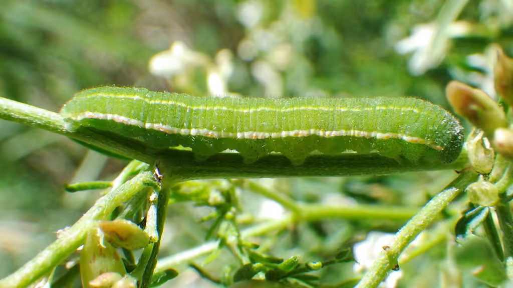 Coliade du trèfle, Chenille