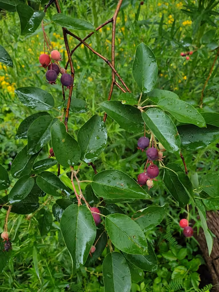 Amélanchier glabre, En fruits