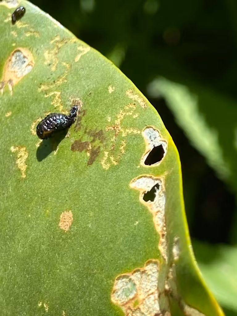 Waterlily Leaf Beetle, Pupa