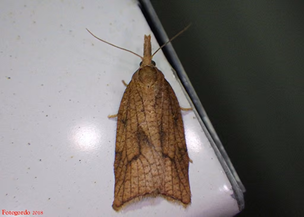 Sparganothis boweri, Adult