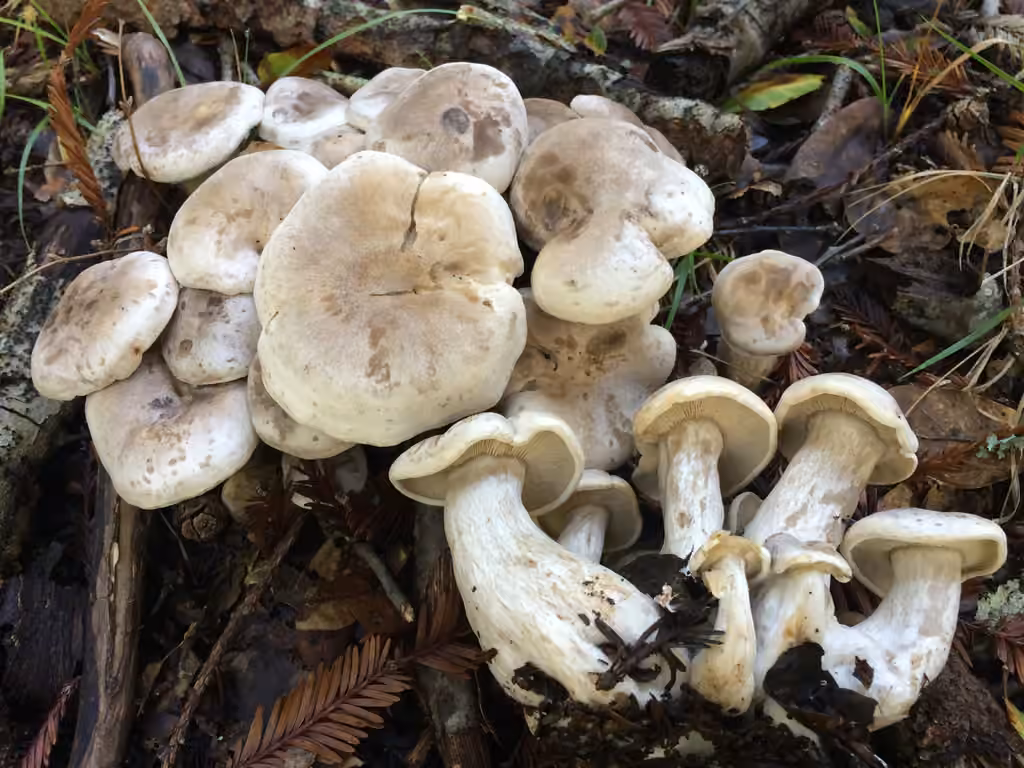 Clustered clitocybe, photo 2 of 5