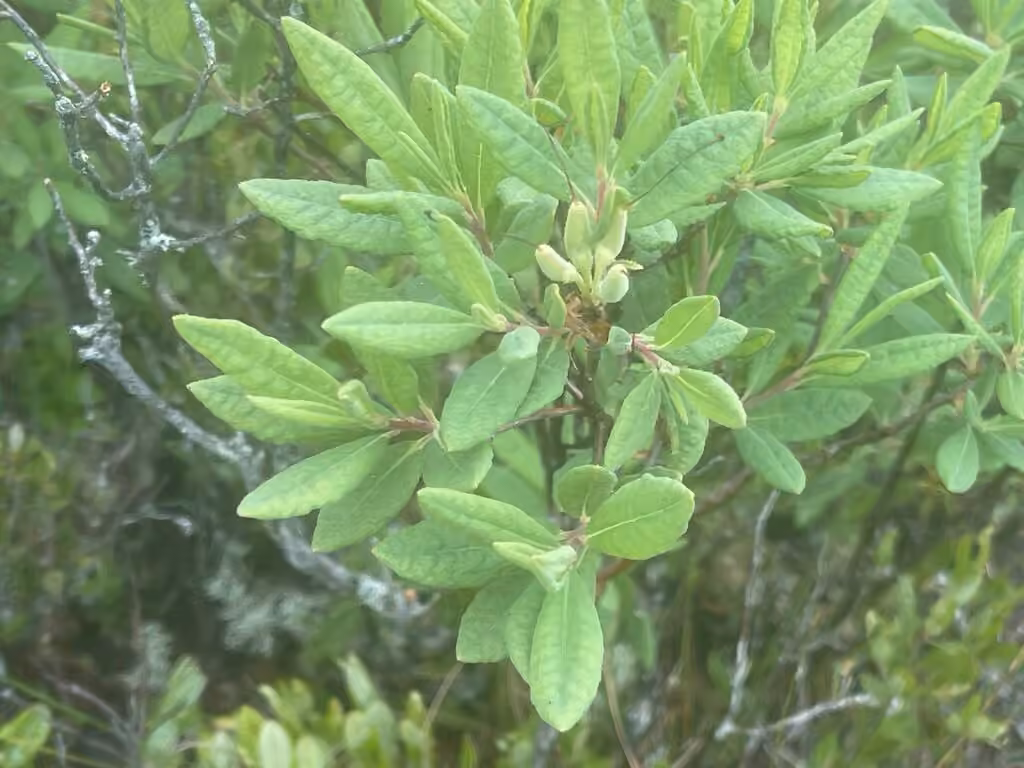 Rhodora, In fruit
