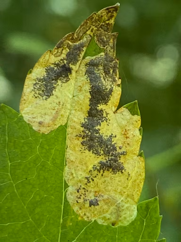 Dusty Apple Pigmy, Caterpillar